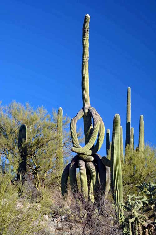 saguaro
